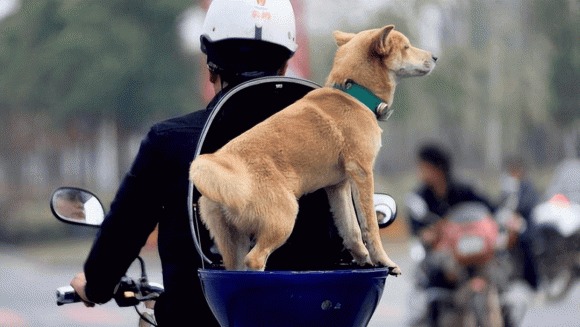 Trong điều kiện bình thường, tuổi thọ của chúng thường dao động từ 12 đến 15 năm, với một số loài chó đặc biệt có thể sống đến 20 năm.