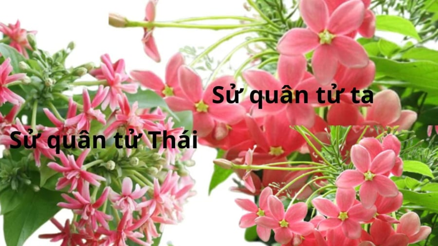Sử quân tử có 2 loại với dáng hoa khác nhau