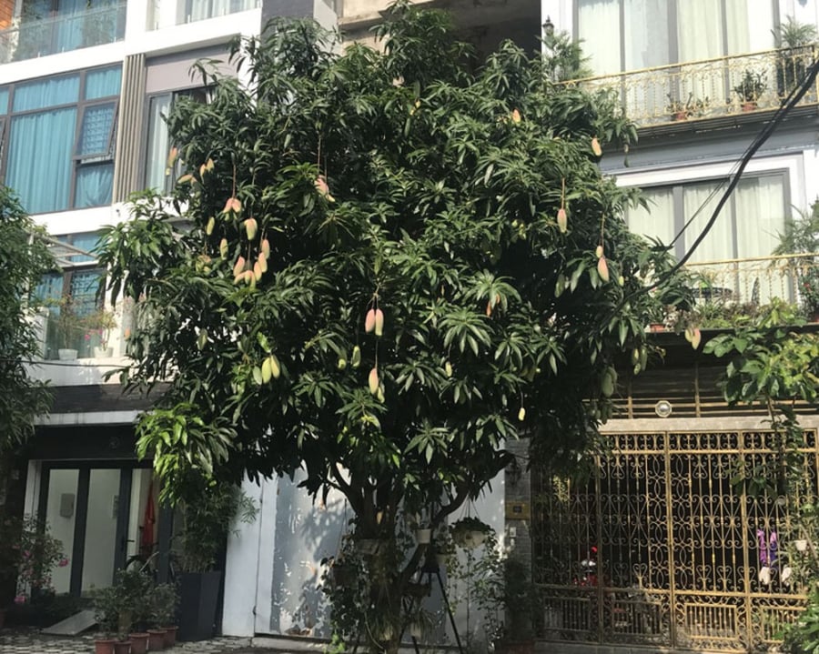 Nếu được trồng ở đúng vị trí, phong thủy cây xoài sẽ giúp luồng khí âm - dương được lưu thông tốt, thu hút may mắn và tài lộc cho gia chủ, nhờ đó Shbet111 slot, casino, thể thao, xổ số luôn hưng thịnh, vượng khí.
