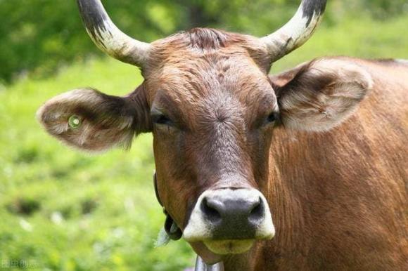 con người chỉ ăn động vật ăn cỏ mà không ăn động vật ăn thịt?