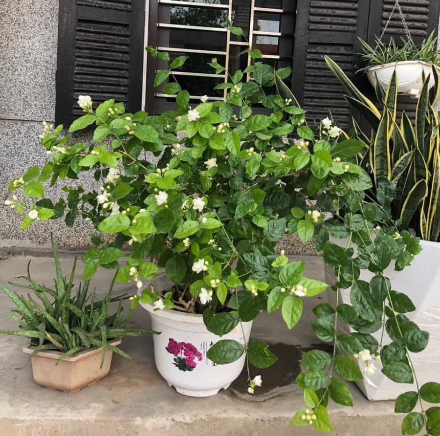 Hoa nhài có màu trắng thuần khiết, hương thơm quyến rũ