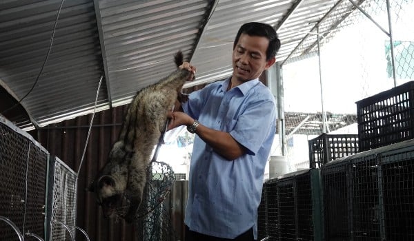 Ông Tuấn lãi tiền tỷ nhờ nuôi chồn hương