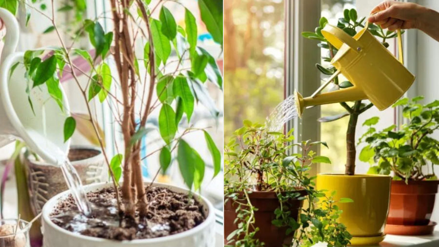 Ngoài tưới cây bằng nước lã, bạn có thể chuẩn bị các loại nước dinh dưỡng khác để tưới cho cây.