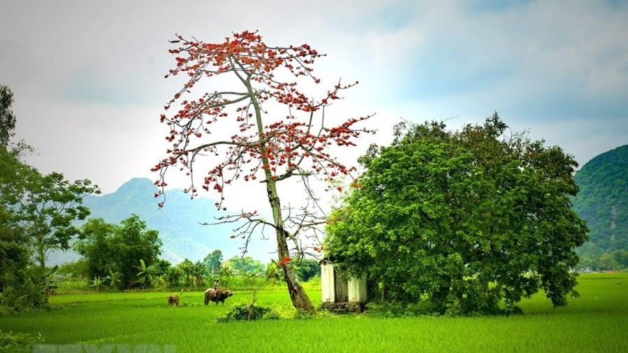 Cây gạo có gai nhọn nên không hợp về phong thủy khi trồng trước nhà