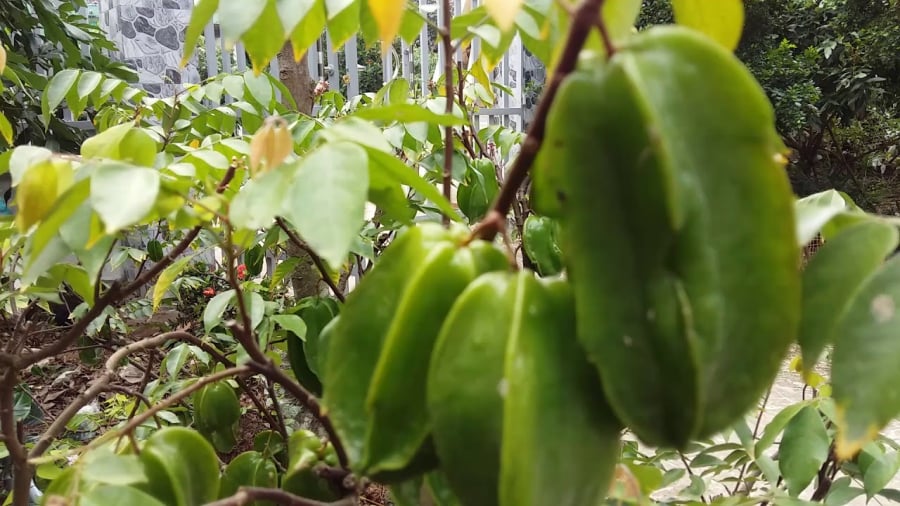 cây khế mang lại sự may mắn, đầy đủ, thịnh vượng