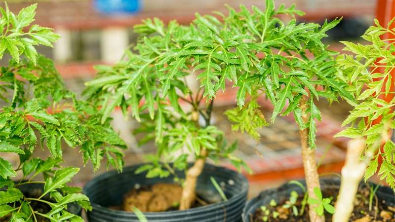 Cây đinh lăng cùng họ với nhân sâm, có thân cây nhỏ
