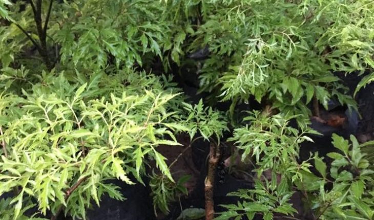 Về mặt thẩm mỹ, hiện nay có rất nhiều chậu đinh lăng được tạo dáng bonsai, cây được uốn với hình dáng đẹp mắt
