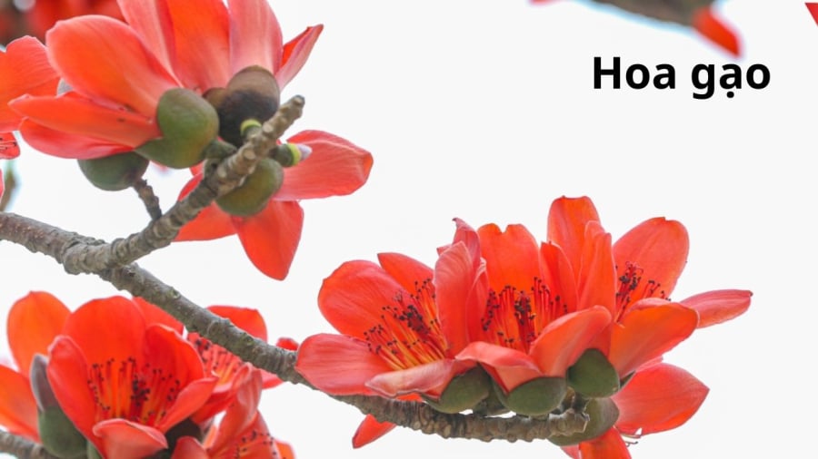 Hoa gạo đỏ rực khiến nhiều người xao xuyến
