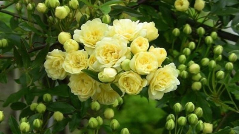 Mùa xuân là thời kỳ sinh trưởng mạnh mẽ của hồng mâm côi