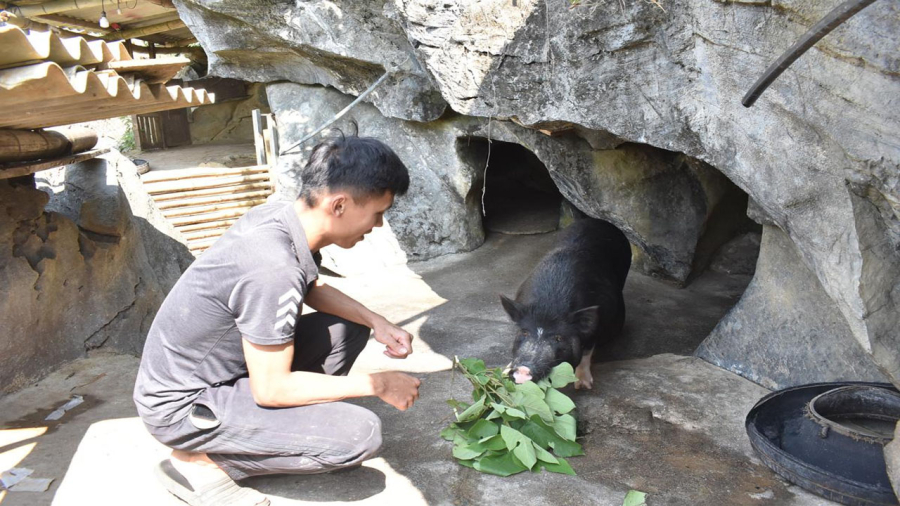 Để nuôi lợn rừng hoặc lợn bản địa không cần quá nhiều công phu, chỉ cần theo dõi và chăm sóc đúng cách