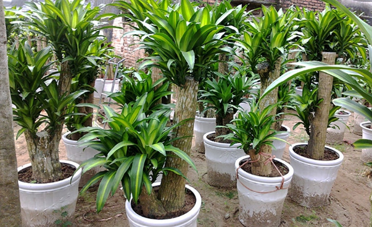 Cây Thiết Mộc Lan
