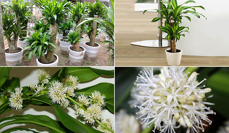 Ý nghĩa phong thủy của cây Thiết Mộc Lan    