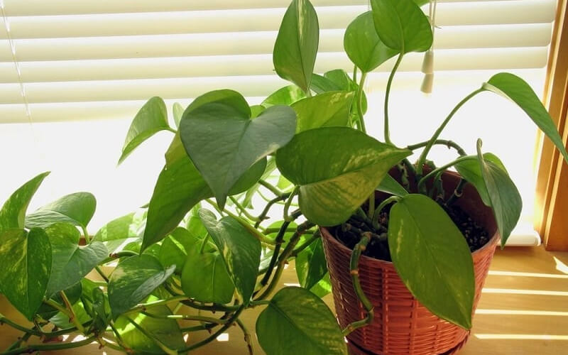 Cây trầu bà còn có tác dụng hấp thụ khí độc