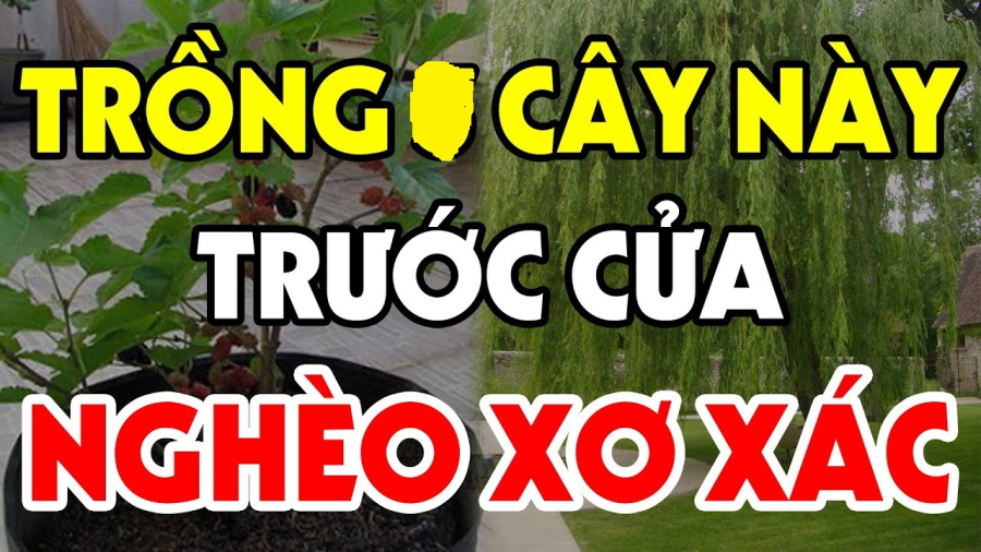 3 cây không trồng trước nhà, 3 thứ không treo kẻo tổn hao phúc lộc