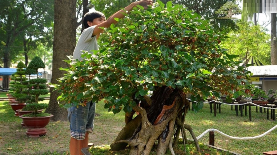 Cây dâu tằm