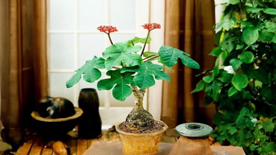 Cây ngô đồng đẹp nhưng có độc