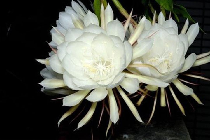 Hoa quỳnh    