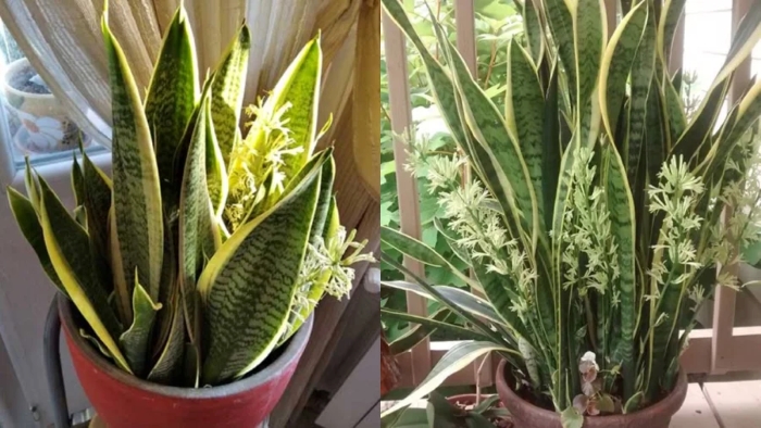 Khi cây lưỡi hổ ra hoa thì gia chủ sẽ gặp nhiều may mắn trong năm đó