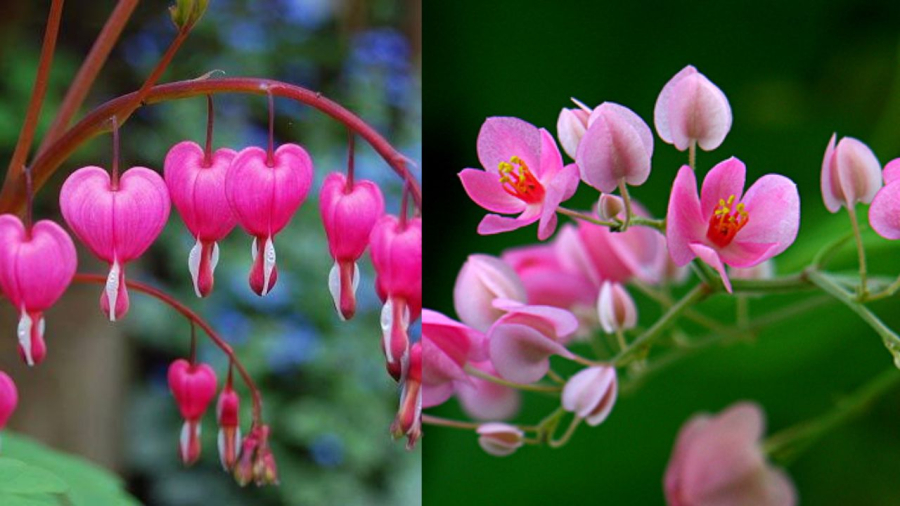 Hoa tigon như những trái tim buồn