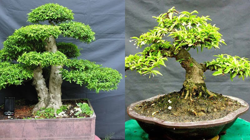 Mai chiếu thủy là loài cây mang lại nhiều sự may mắn, sung túc