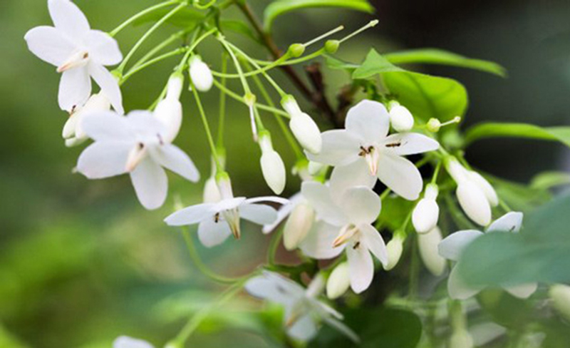 Mai chiếu thủy có nhiều loại, đều đẹp và có ý nghĩa phong thủy