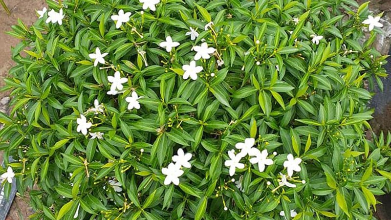 trồng cây mai chiếu thủy trước nhà là hoàn toàn cần thiết, mang đến nhiều lợi ích cho gia chủ