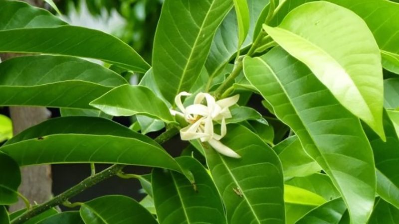 Loại hoa này được nhiều người yêu thích