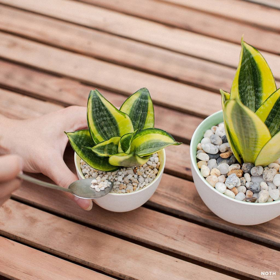 Cây lưỡi hổ từ trước đến nay được xem là bùa hộ mệnh, tương sinh cho người mệnh Thổ và mệnh Kim