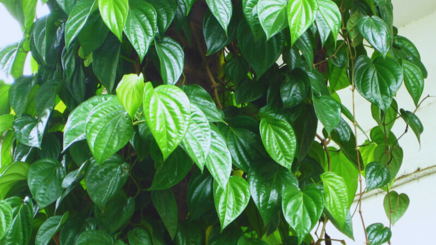 Cây Trầu Không