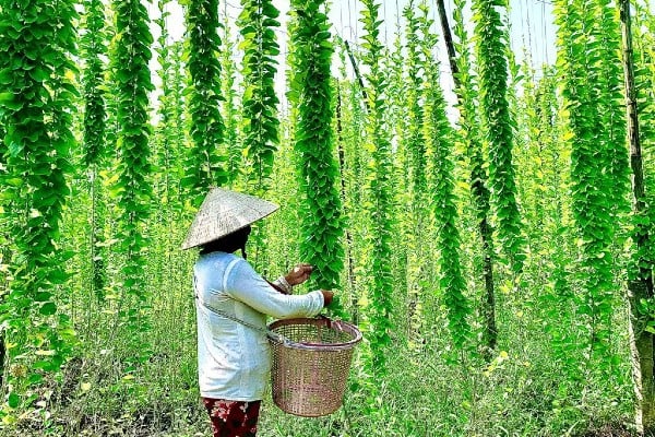 Sương sâm – loài cây dại trồng 5 tháng cho thu hoạch, có người thu tiền tỷ