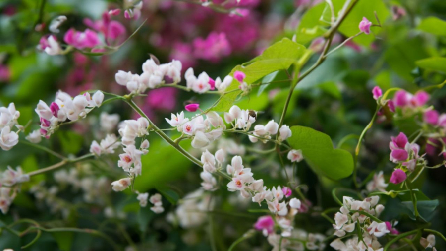 Hoa tigon có nhiều màu cho bạn lựa chọn