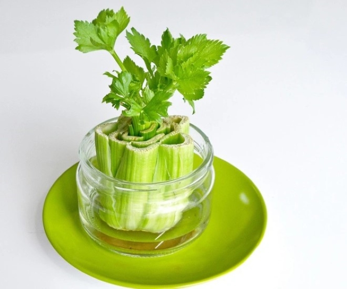 Trồng cần tây