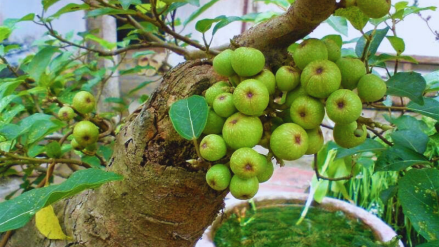 cây sung nên trồng bên trái hoặc bên phải của cổng trước nhà
