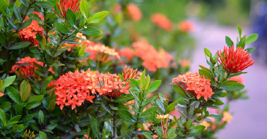 Ý nghĩa phong thủy hoa Mẫu đơn ta    