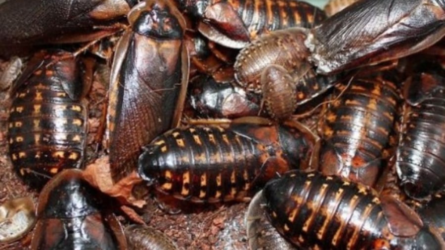 Gián dubia, một loài gián có xuất xứ từ Nam Mỹ