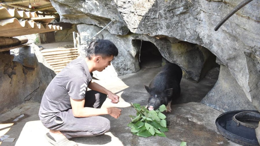 Anh nông dân nghĩ ra cách nuôi lợn độc đáo, không tốn công