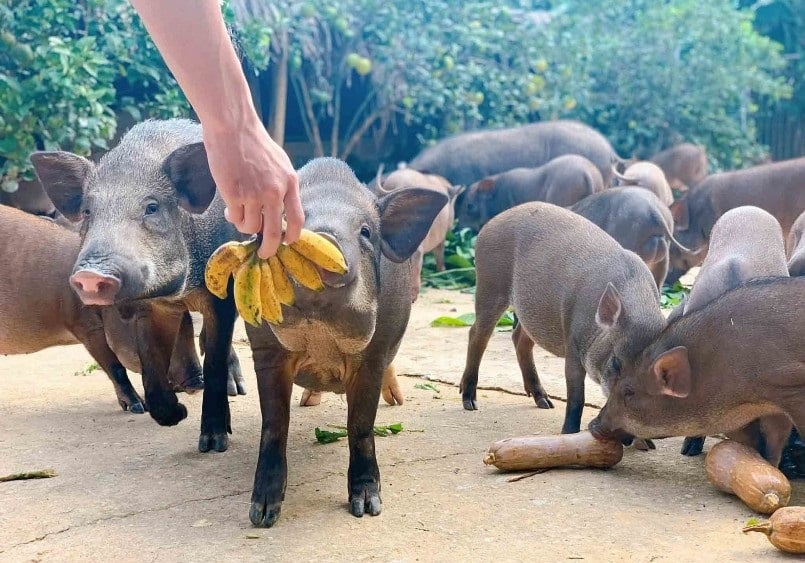 Nhờ lựa chọn con giống tốt, nuôi với hình thức bán hoang dã, thả rông nên lợn có sức đề kháng cao, sinh sản đạt yêu cầu. 