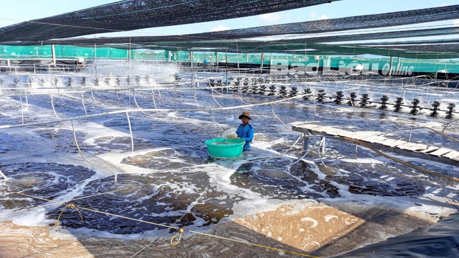 Áp dụng công nghệ cao trong nuôi tôm giúp người nông dân thu lãi cao  