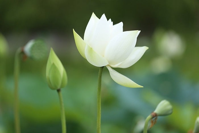 Người coi thường người khác dễ mất phúc