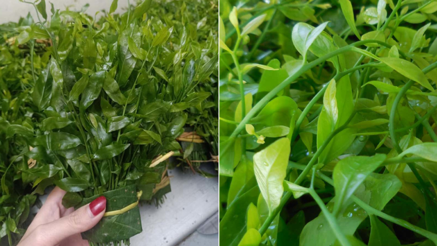 Lá rau sắng có vẻ ngoài mỡ màng, bóng bẩy.