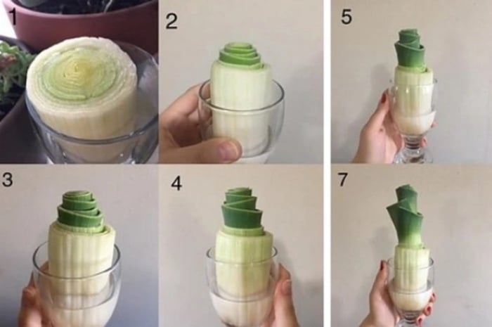 Cây tỏi tây