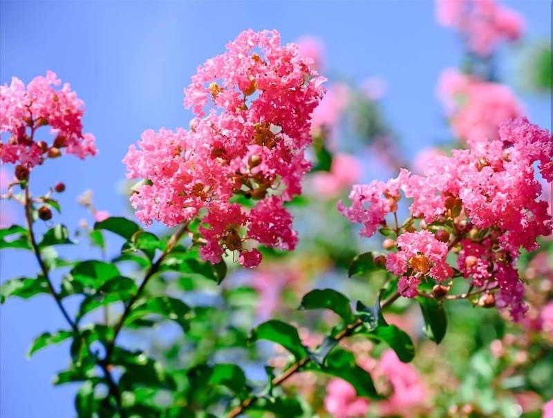 Có ý nghĩa về mặt phong thủy
