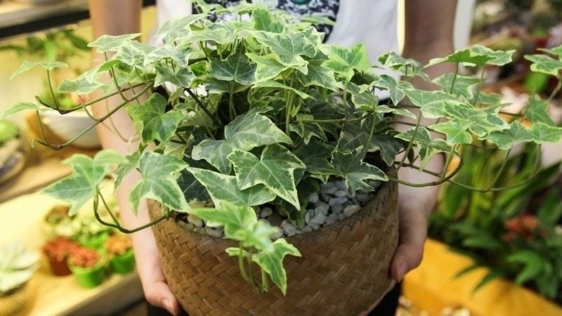 Cây thường xuân cũng có thể điều chỉnh độ ẩm trong nhà. 