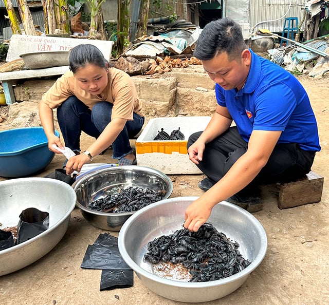 ô gái trẻ Võ Thị Yến Nhi (SN 1999) ngụ ấp Phú Lợi A, xã Phú Thuận B, huyện Hồng Ngự, tỉnh Đồng Tháp Shbet0099 cá cược World Cup 2026 bằng mô hình nuôi bò cạp