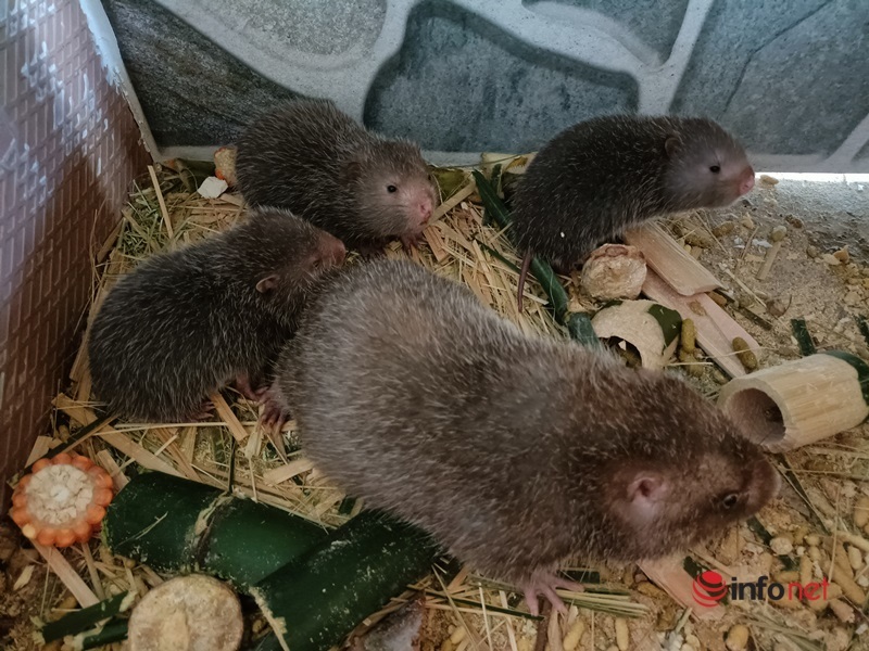 Dúi (chuột nứa) là loài động vật gặm nhấm nên thức ăn chủ yếu là ngô, mía, lá tre, thân cỏ.