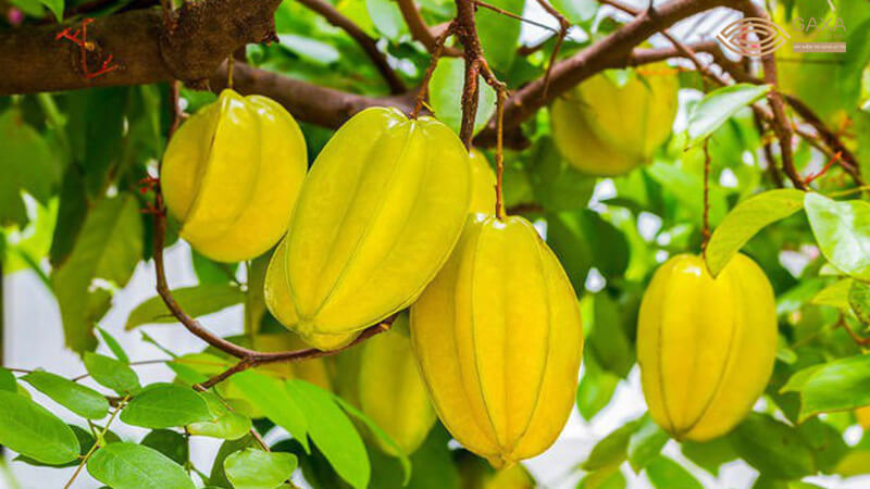 Phong thủy khi trồng khế