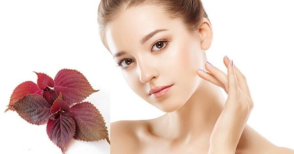 Tía tô có nhiều công dụng làm đẹp.