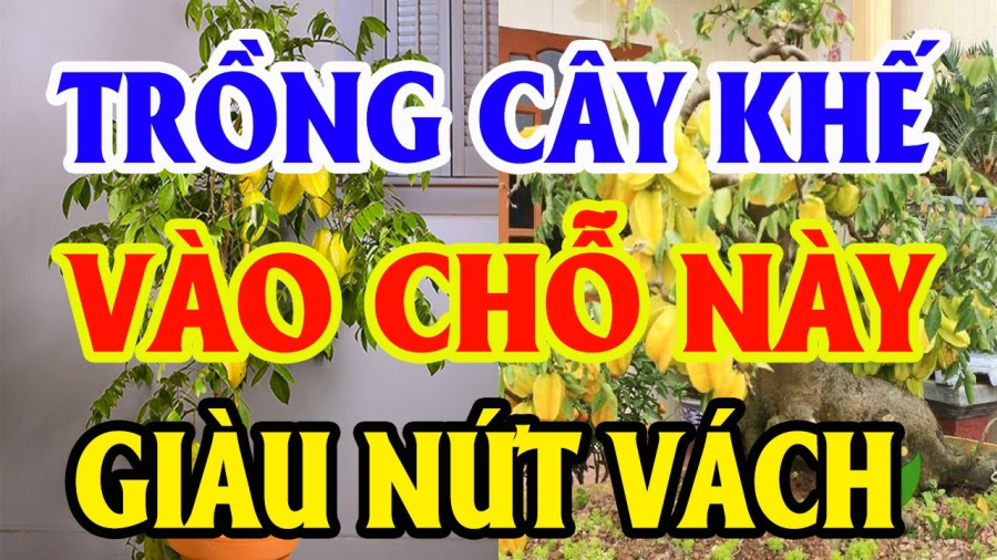 Vị trí trồng khế tốt trong nhà