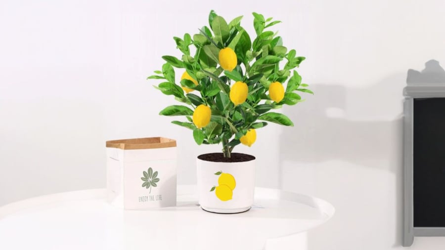 Trồng cây chanh vừa để ăn vừa để tạo giá trị phong thủy