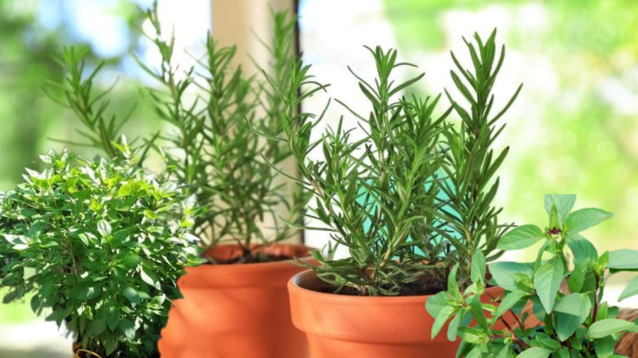 Hương thảo giúp xua đuổi tà khí mang lại vận may